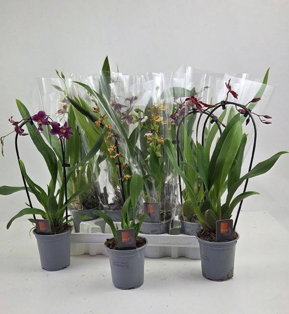 <h4>ORCHIDEEEN GEM</h4>