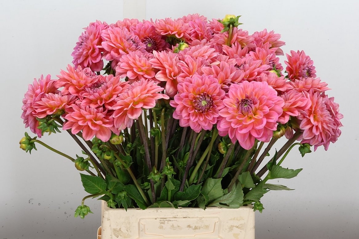 <h4>Dahl Dec Pink Runner</h4>