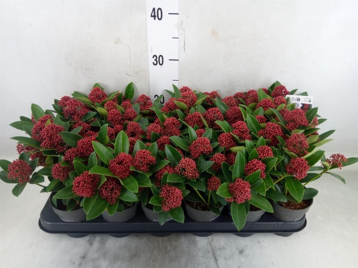 <h4>Skimmia jap.</h4>