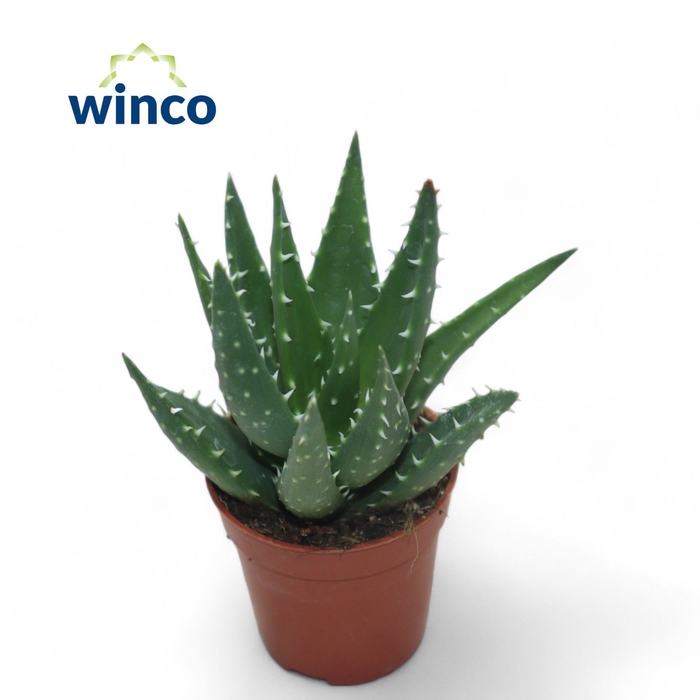 <h4>Aloe Mitriformis</h4>