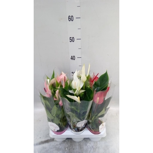 Anthurium   ...mix