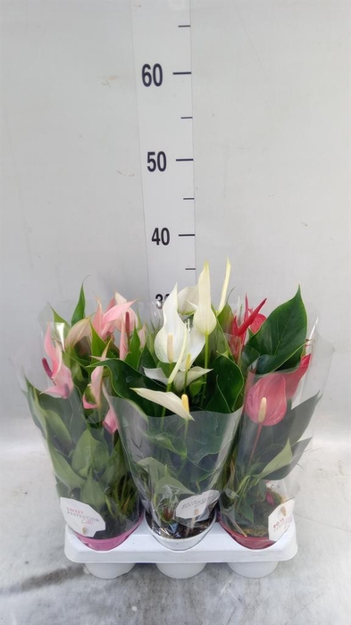 <h4>Anthurium   ...mix</h4>