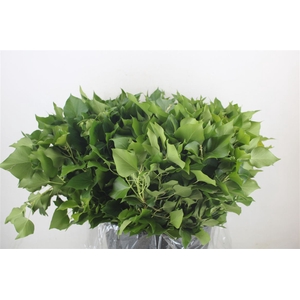 Hedera Leaves 400gr P Bunch