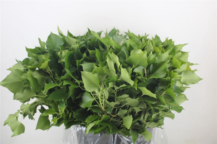 <h4>Hedera Leaves 400gr P Bunch</h4>