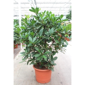Ficus Cyathistipula