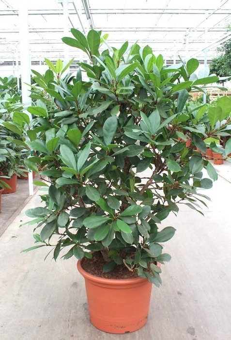 <h4>Ficus Cyathistipula</h4>