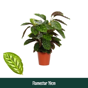 Calathea 19cm Flamestar - Living