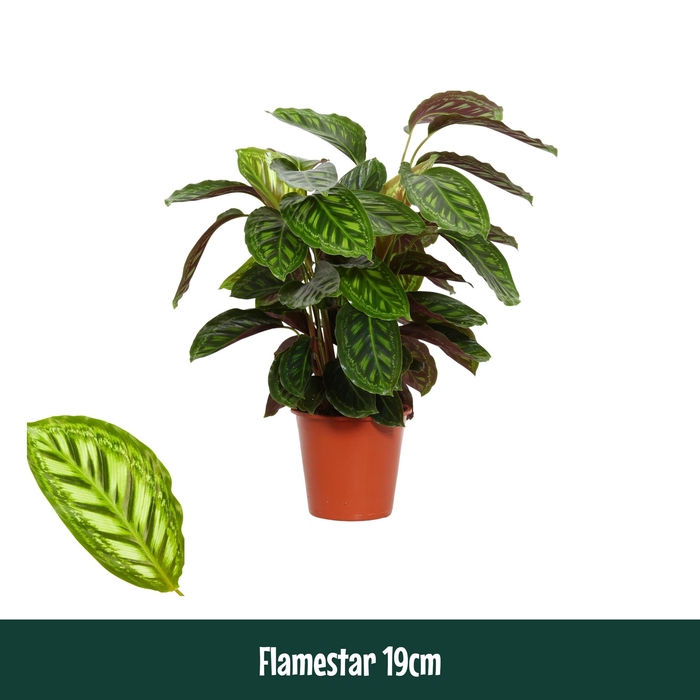 <h4>Calathea 19cm Flamestar - Living</h4>