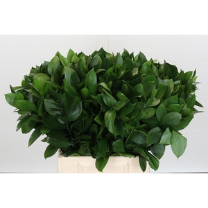 Ruscus Israel