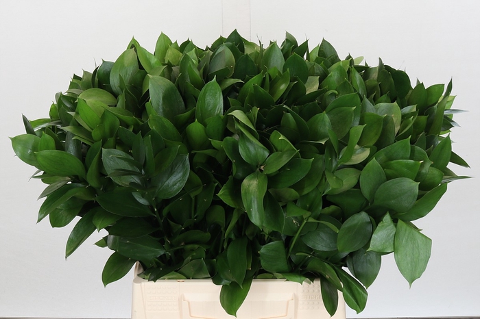 <h4>Ruscus Israel</h4>