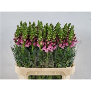 Antirrhinum Mary Lavender