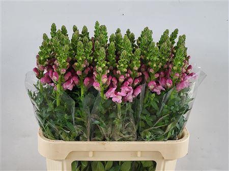 <h4>Antirrhinum Mary Lavender</h4>