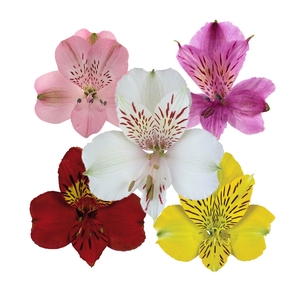 ALSTROEMERIA VARIADO 080 CM