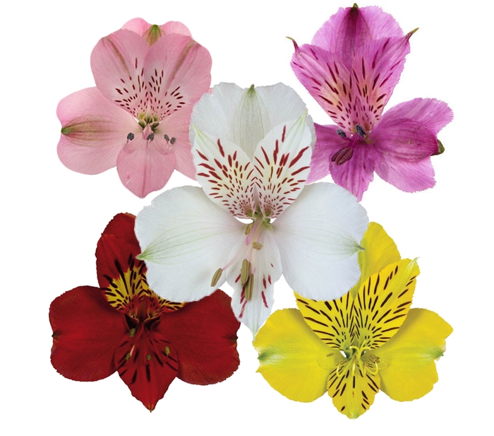 <h4>ALSTROEMERIA VARIADO 080 CM</h4>