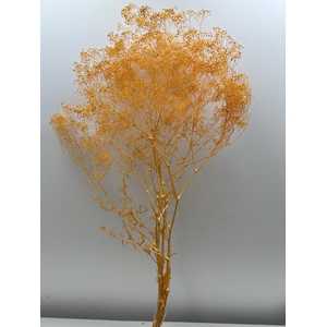 GESTABILISEERD GYPS MILLION STAR LICHTORANJE