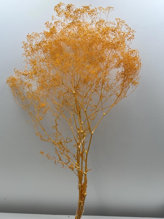 <h4>GESTABILISEERD GYPS MILLION STAR LICHTORANJE</h4>