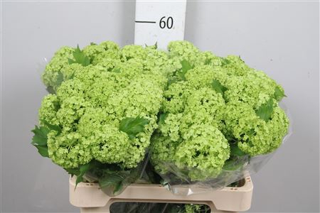 <h4>Viburnum Roseum St 2 Bal</h4>