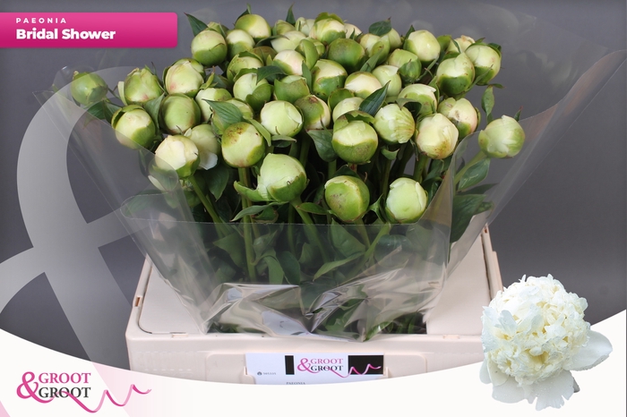 <h4>PAEO L BRIDAL SHOWER</h4>