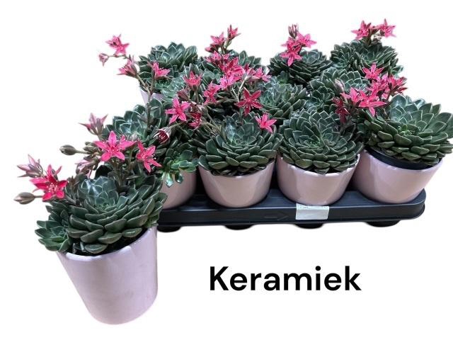 <h4>GRAPTO BELLUM</h4>