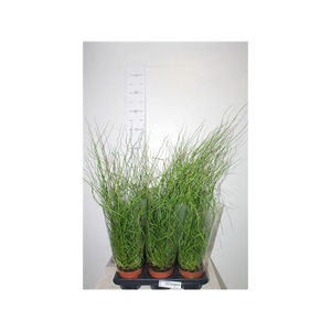 Juncus Ef Liebeslock