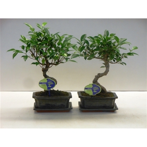 Ficus retusa, 20cm., shape, with drip tray