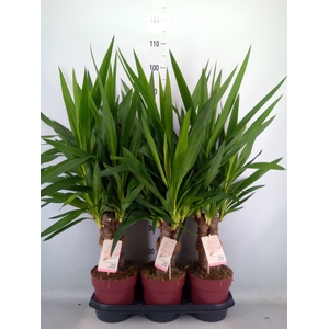 Yucca elephantipes   ...