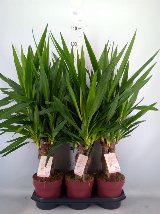 <h4>Yucca elephantipes   ...</h4>