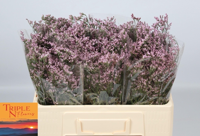 <h4>LIM SAF OSHI PINK</h4>