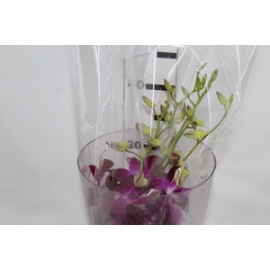 DENPHALAEN MACO MINIMO 30 FLORES