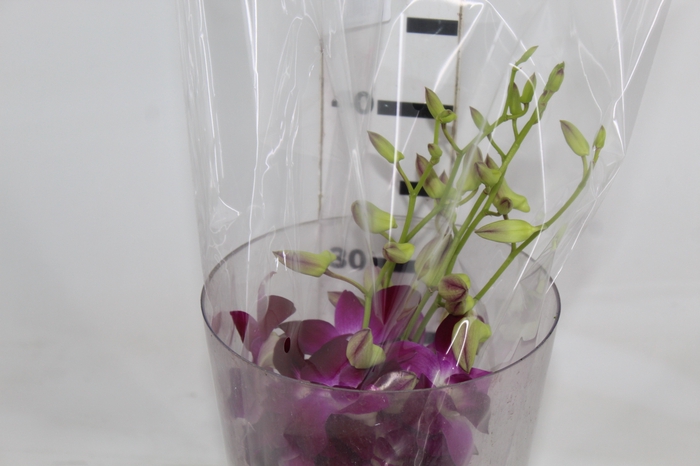 <h4>DENPHALAEN MACO MINIMO 30 FLORES</h4>