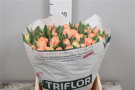 <h4>Tu Du Bed Of Roses</h4>