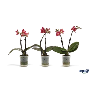 Phal Tiny Dolls Cupid 2T10+ Aqu@