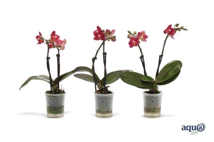 <h4>Phal Tiny Dolls Cupid 2T10+ Aqu@</h4>