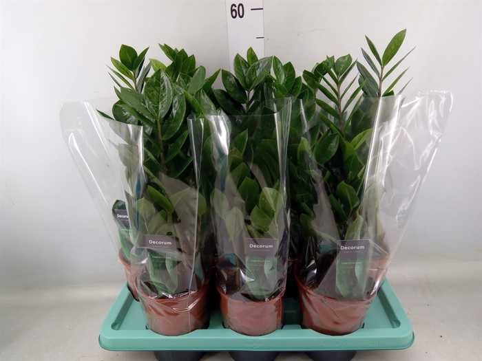 <h4>Zamioculcas zamiifolia</h4>