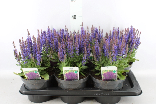 <h4>Salvia nemorosa</h4>