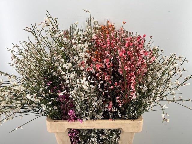 <h4>GENISTA KLB BS H%</h4>