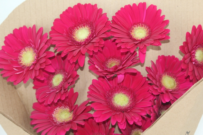 <h4>GERBERA AMBASSADOR < 050 CM > 10 CM DIAM</h4>