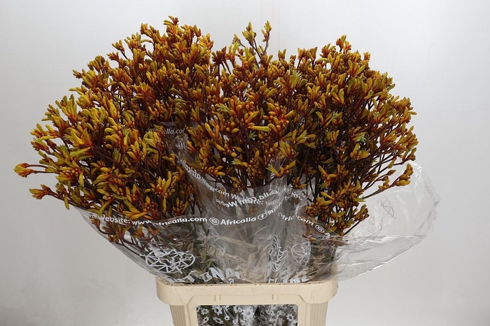 Anigozanthos Gold Fever