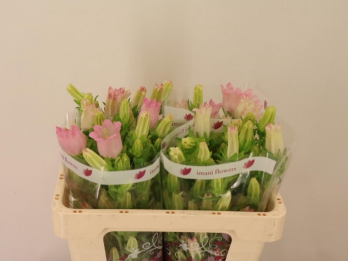 <h4>CAMP M CHAMPION PINK</h4>