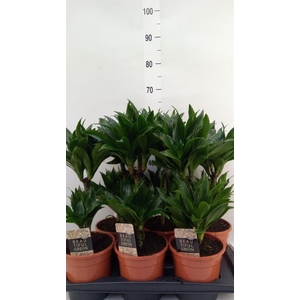 Dracaena frag. 'Compacta'