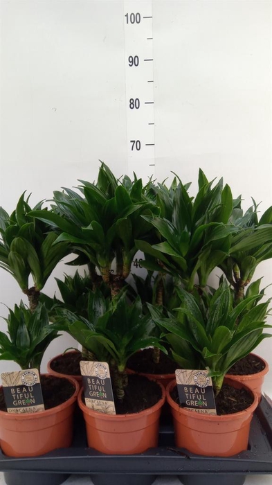 <h4>Dracaena frag. 'Compacta'</h4>