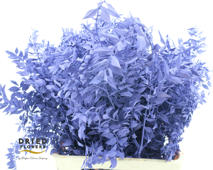 <h4>Dried Ruscus Aculeatus Milka</h4>