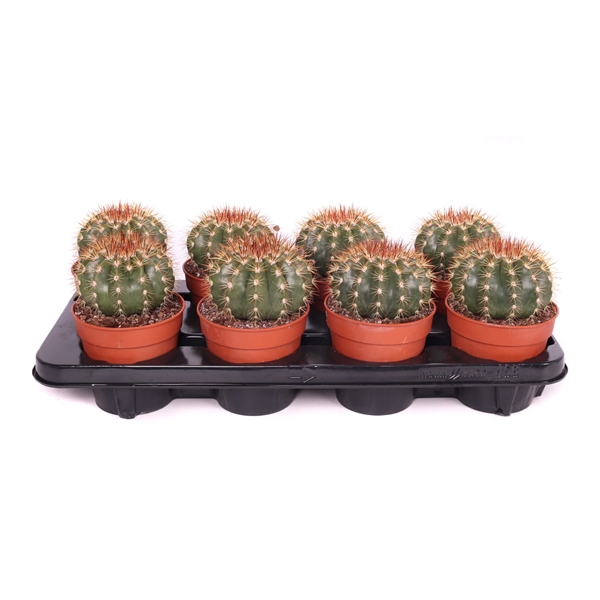 <h4>Melocactus broadwayi 12 cm</h4>