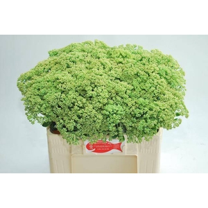 Sedum Spectabile