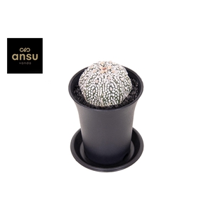 Astrophytum Asterias Super Kabuto