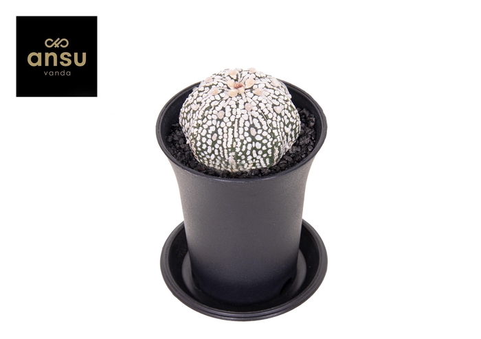 <h4>Astrophytum Asterias Super Kabuto</h4>