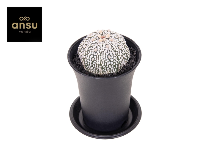 <h4>Astrophytum Asterias Super Kabuto</h4>