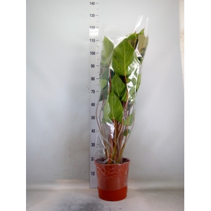 Yucca elephantipes   ...