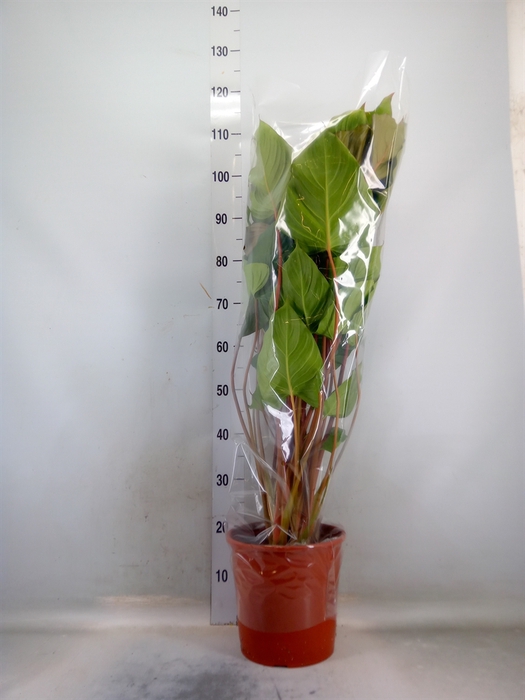 <h4>Yucca elephantipes   ...</h4>