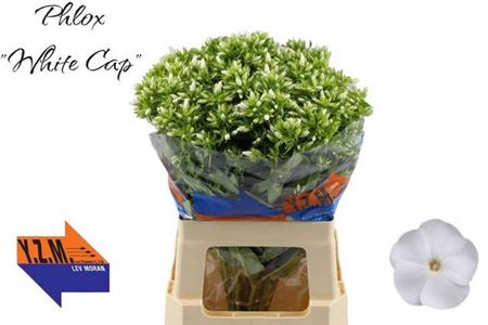 <h4>Phlox P Whitecap</h4>